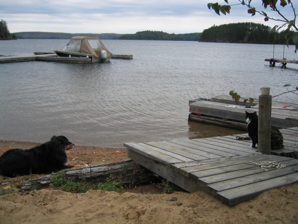 Tuxedo Cat On Dock Aylen Lake Ontario with Australian Sheppard Dog