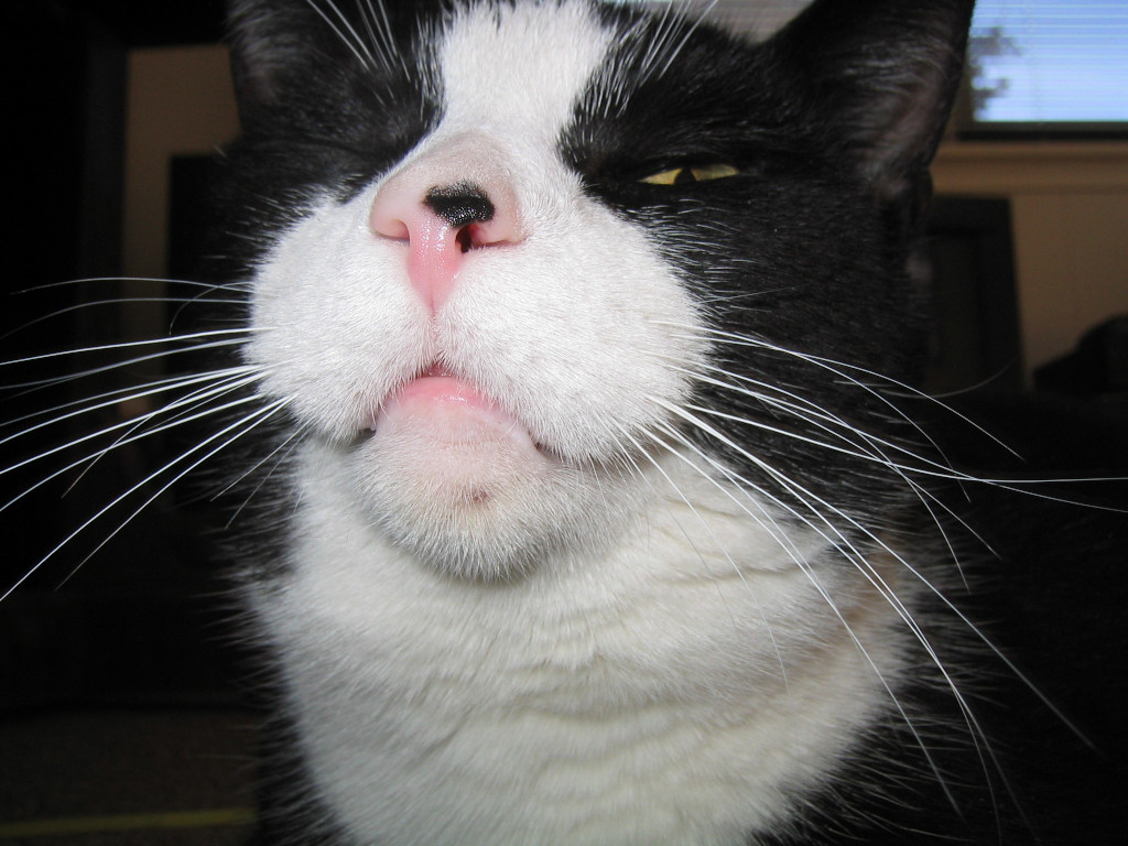Tuxedo cat close up