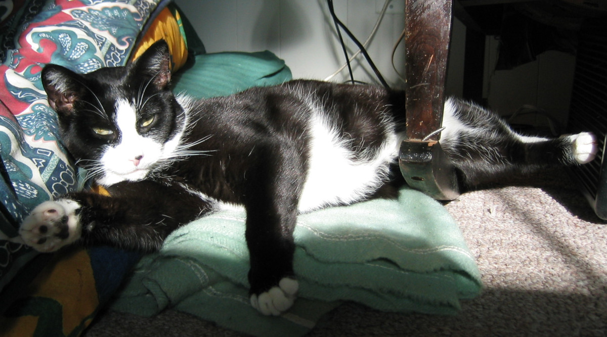 Tuxedo cat in sun.