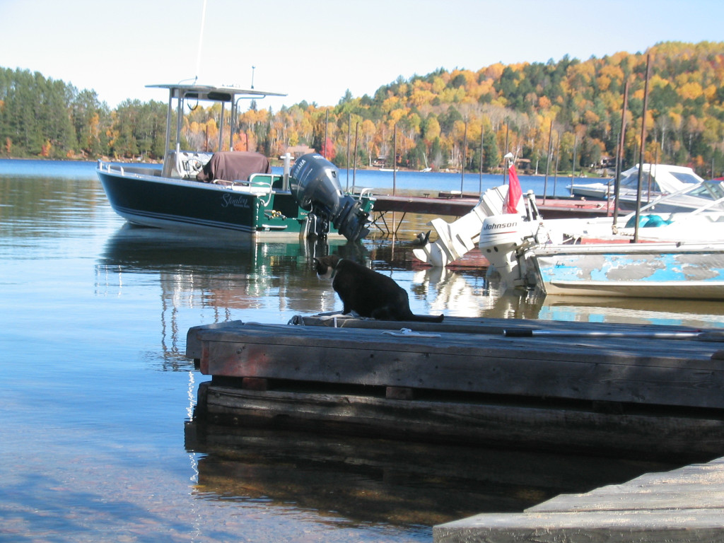 Tuxedo Cat On Dock Aylen Lake Ontario