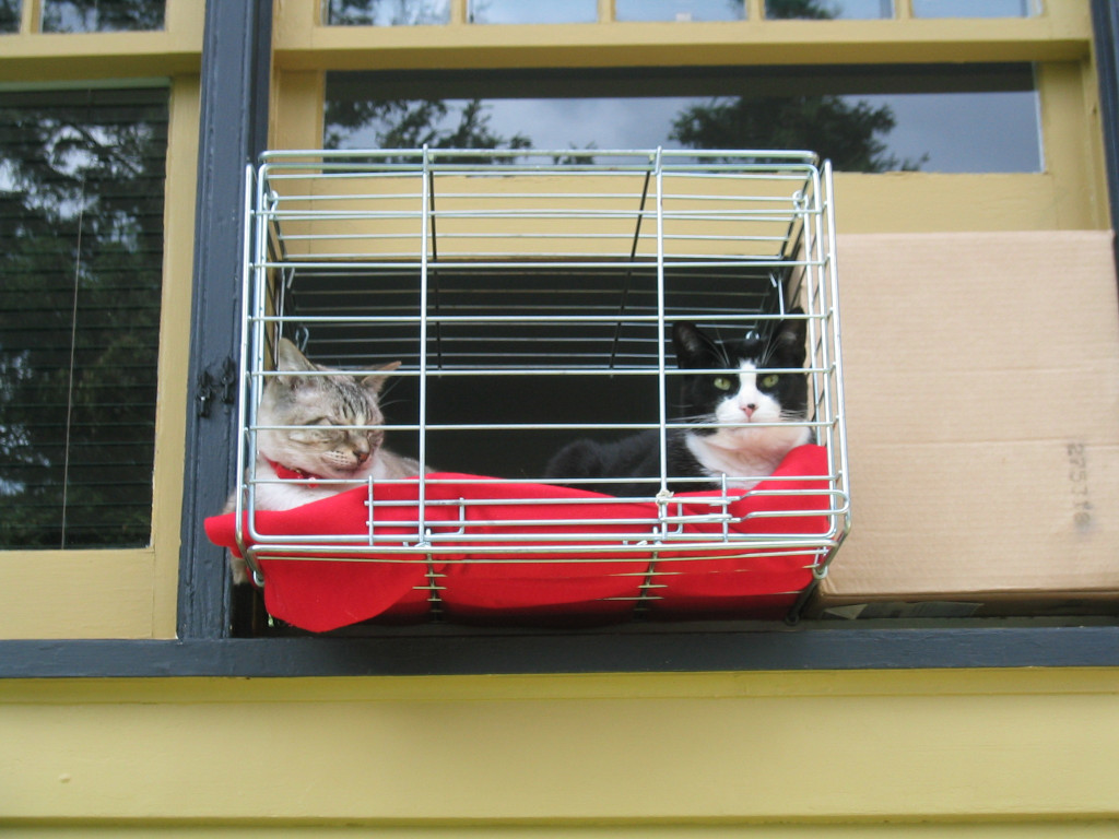 Lynx Point Cat & Tuxedo Cat