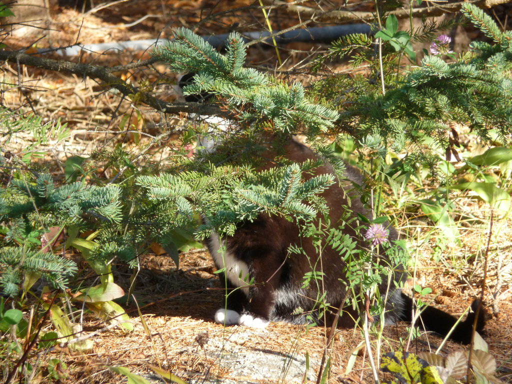 Tuxedo cat behind Spruce Branch