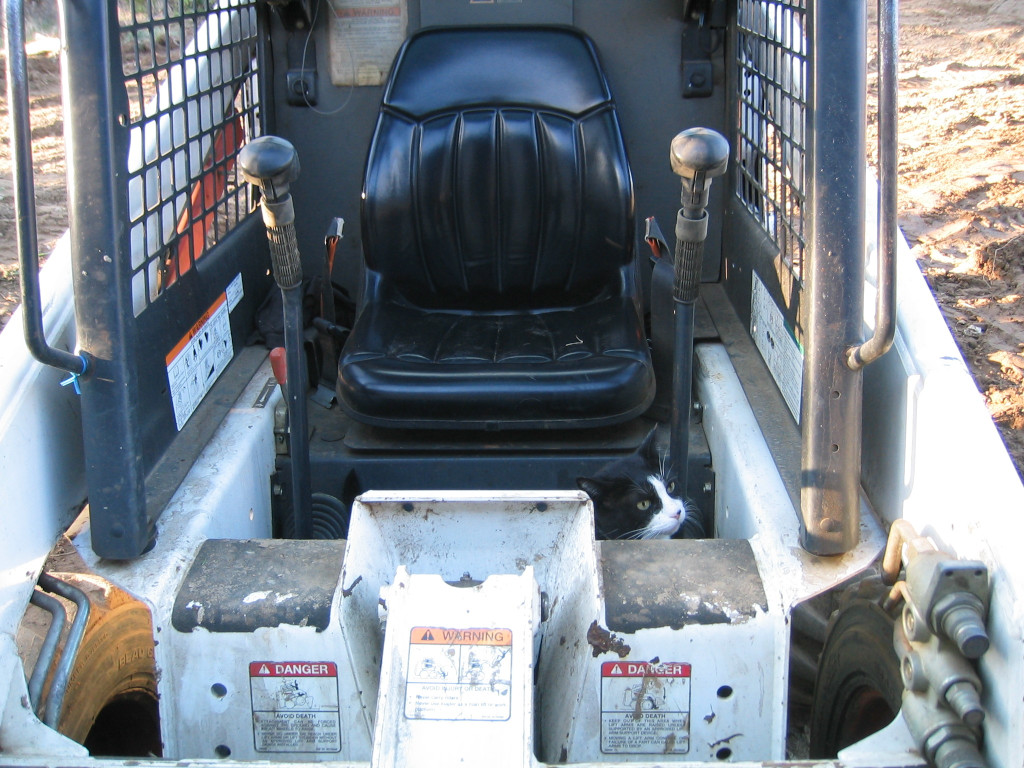 Tuxedo Cat in Bobcat skidsteer