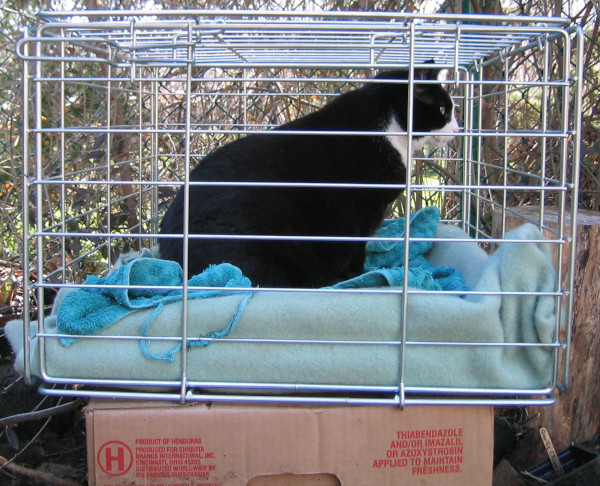 Tuxedo Cat in Dog cage