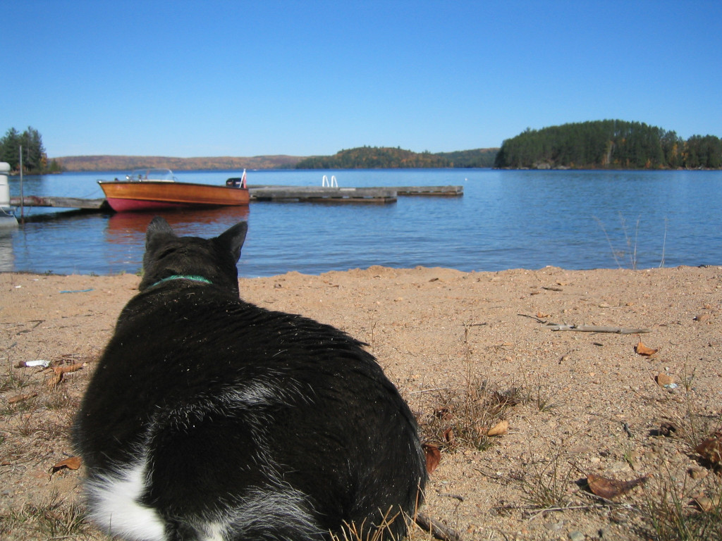 Tuxedo cat Cornelius on beach