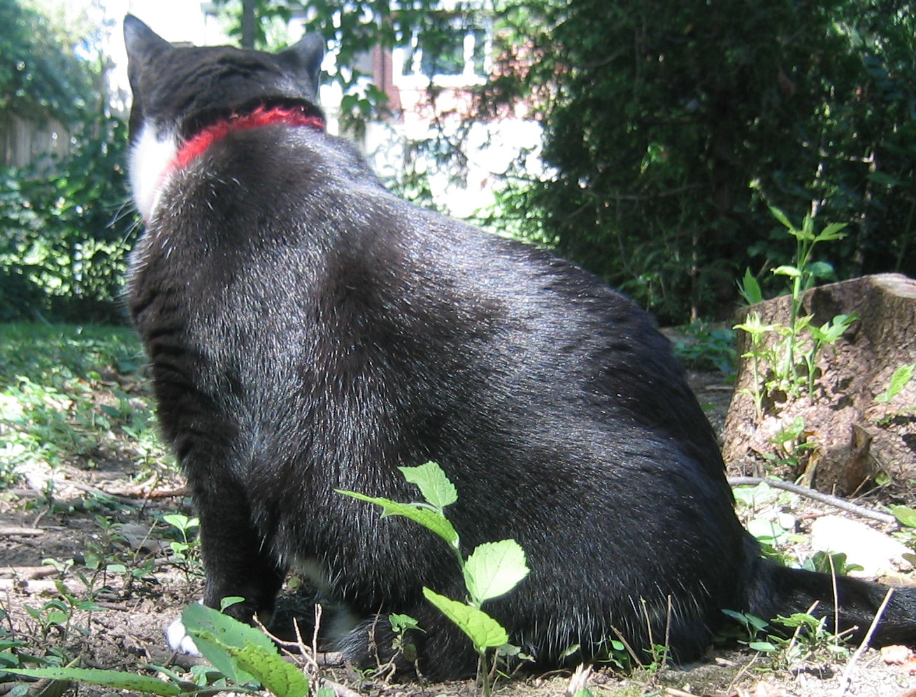 Tuxedo cat