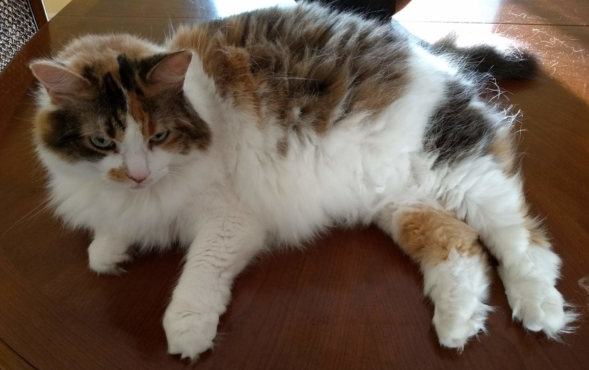 Forest Cat