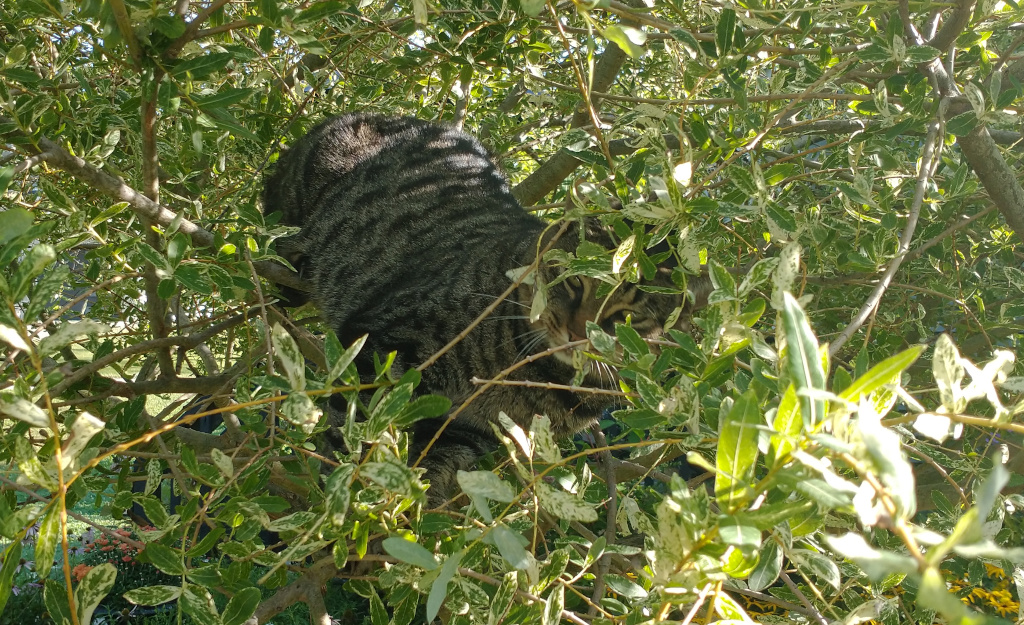 tabby cat in Japanese Willow tree playing