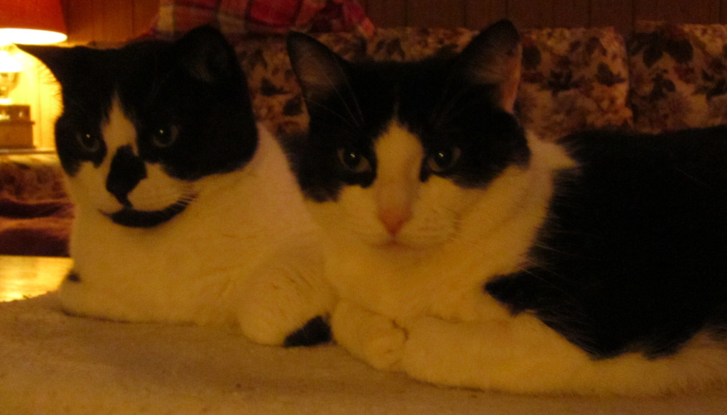 Tuxedo cats
