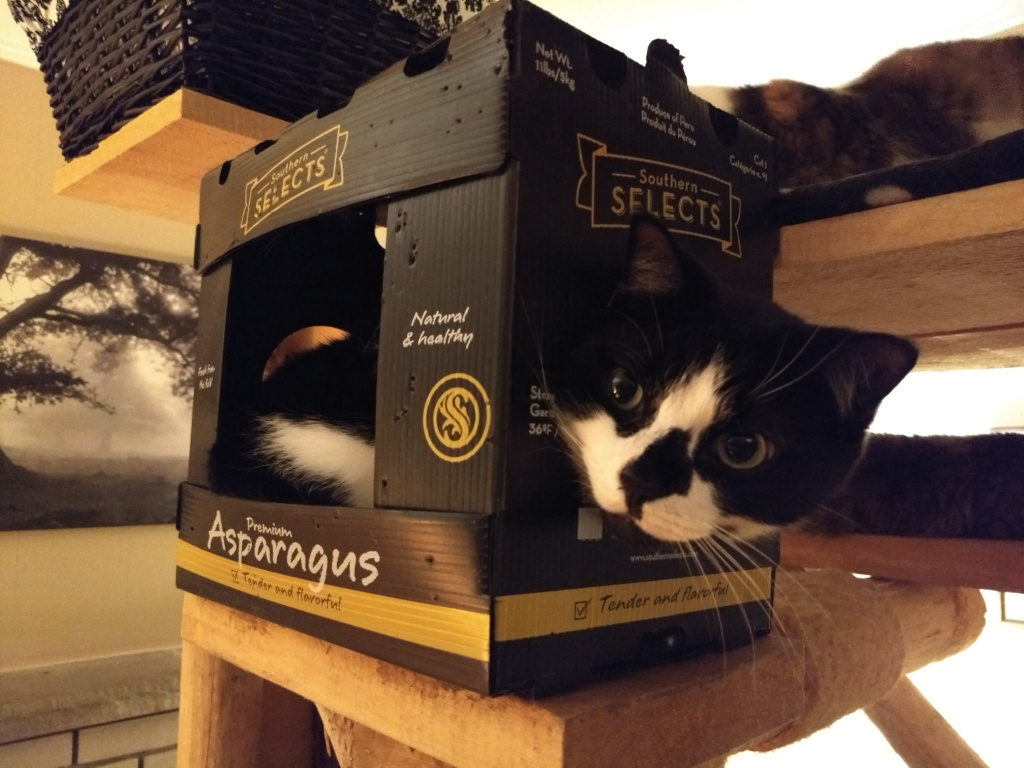 tuxedo cat playing in box on cat tree