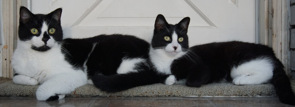 Two Tuxedo cats