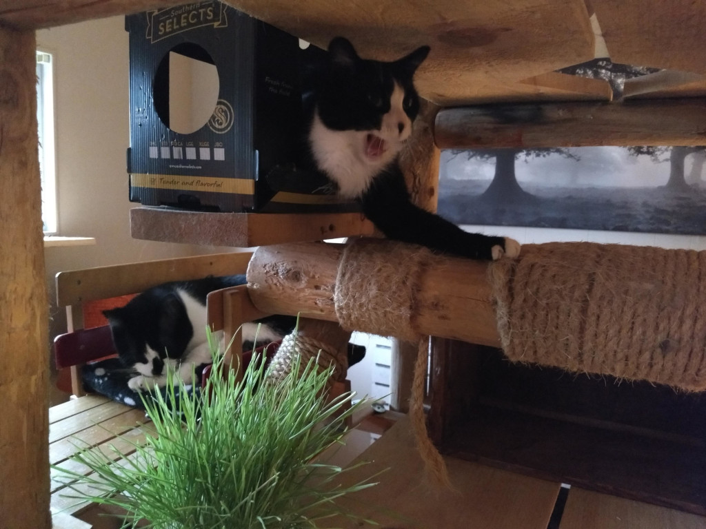 tuxedo cats in cat tree