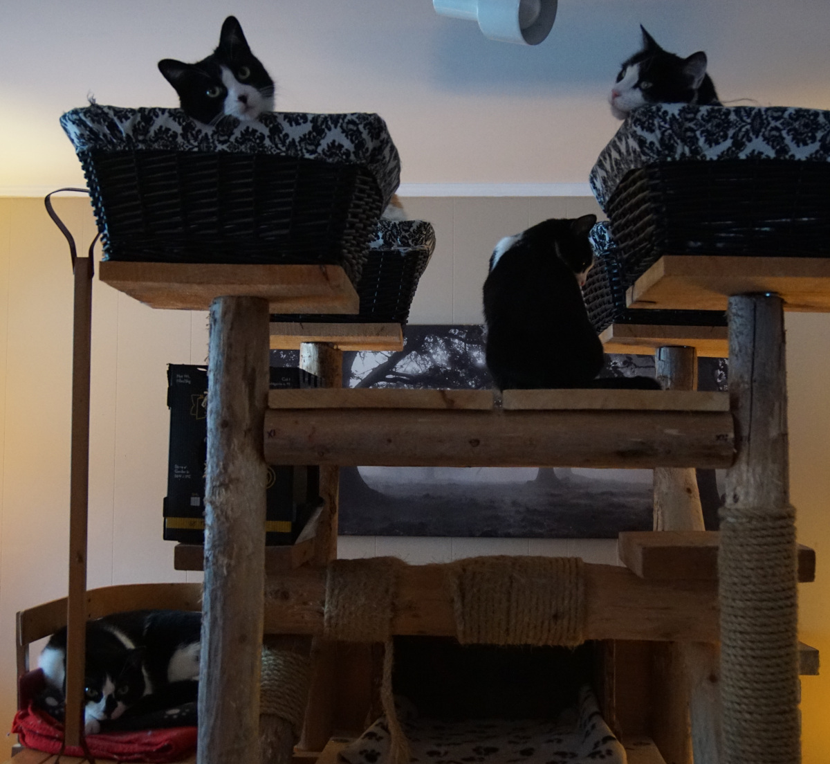 Tuxedo Cats in cat tree