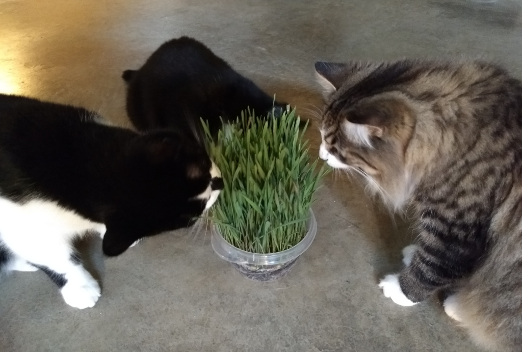 Cats eating cat grass