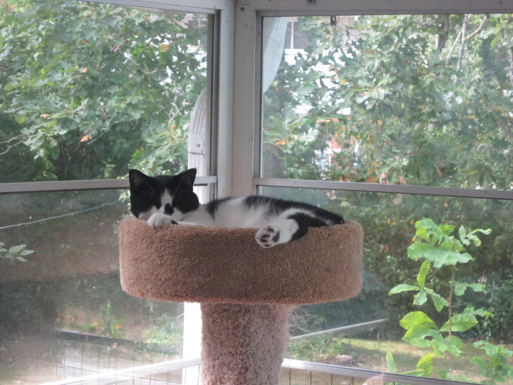Tuxedo cat in cat tree