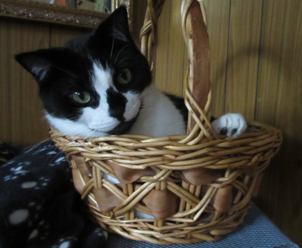 Tuxedo cat in a basket