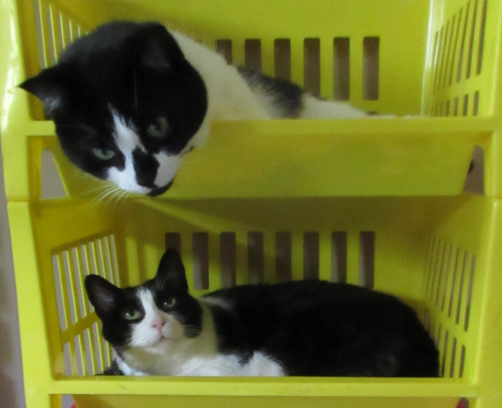 Two tuxedo cats