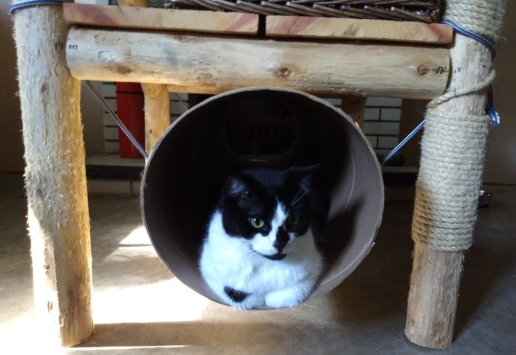 tuxedo cat in cat tunnel carboard cat tube