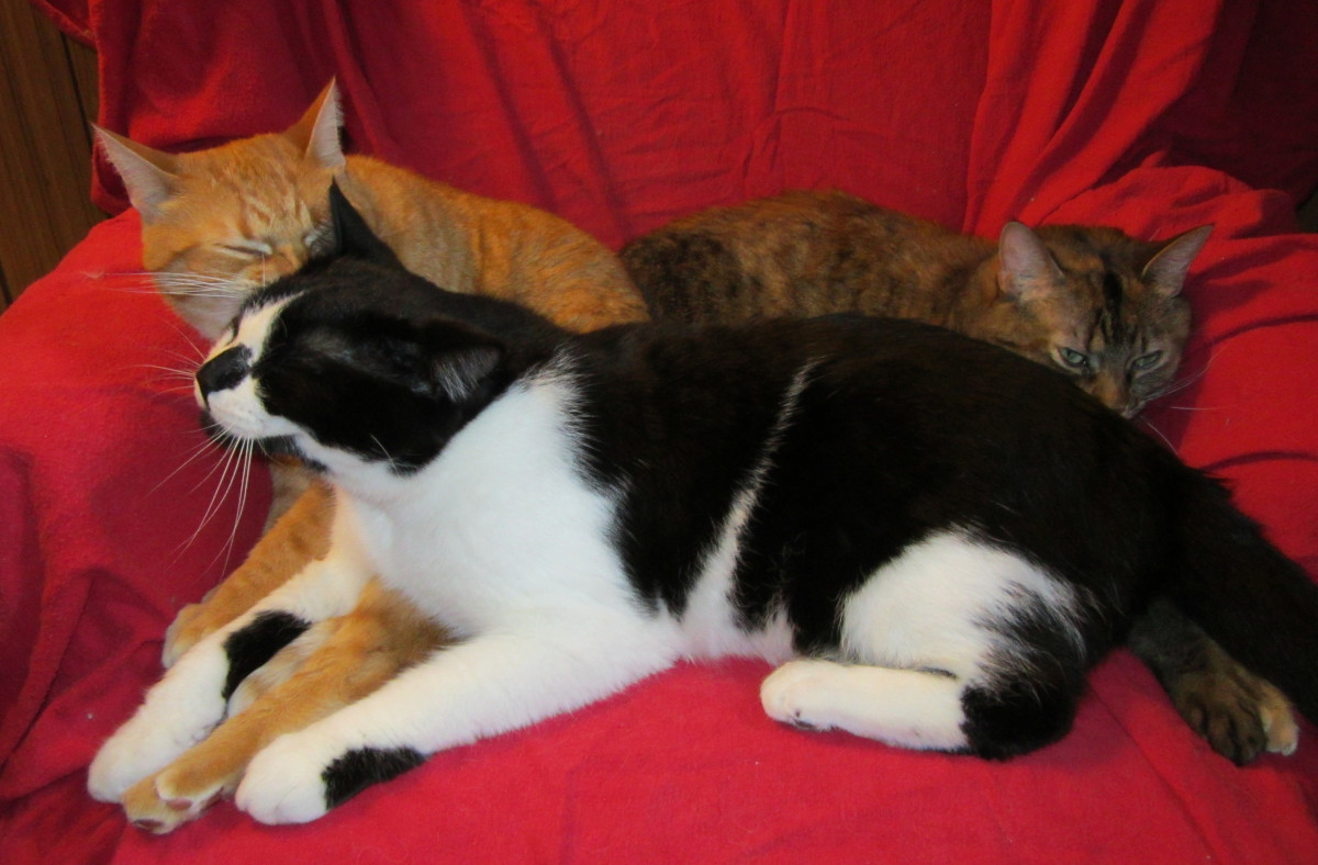 Tuxedo cat, orange tabby cat, brown tabby cat on chair