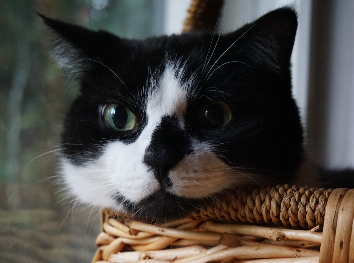tuxedo cat making a face in a basket