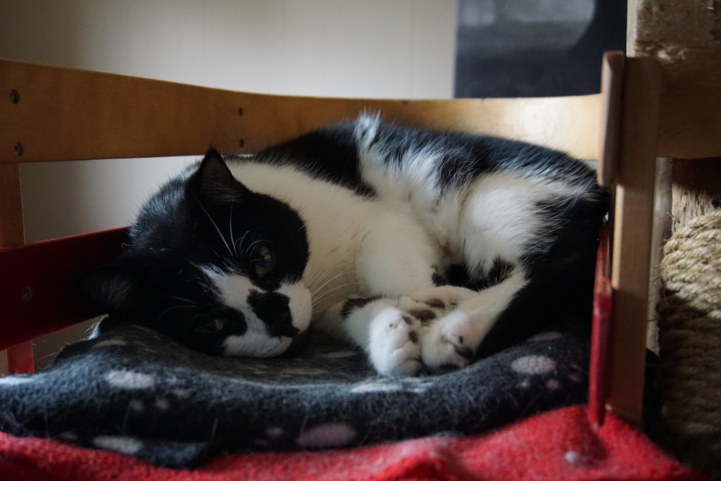 tuxedo cat