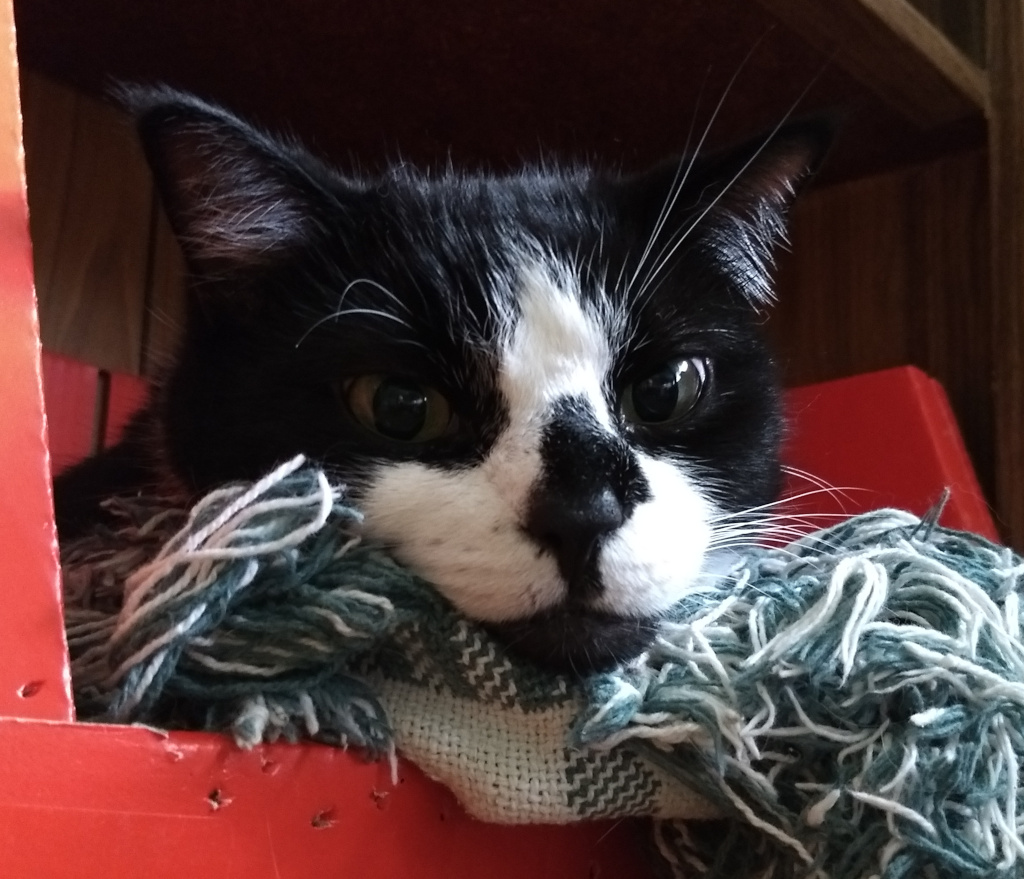 Tuxedo cat face