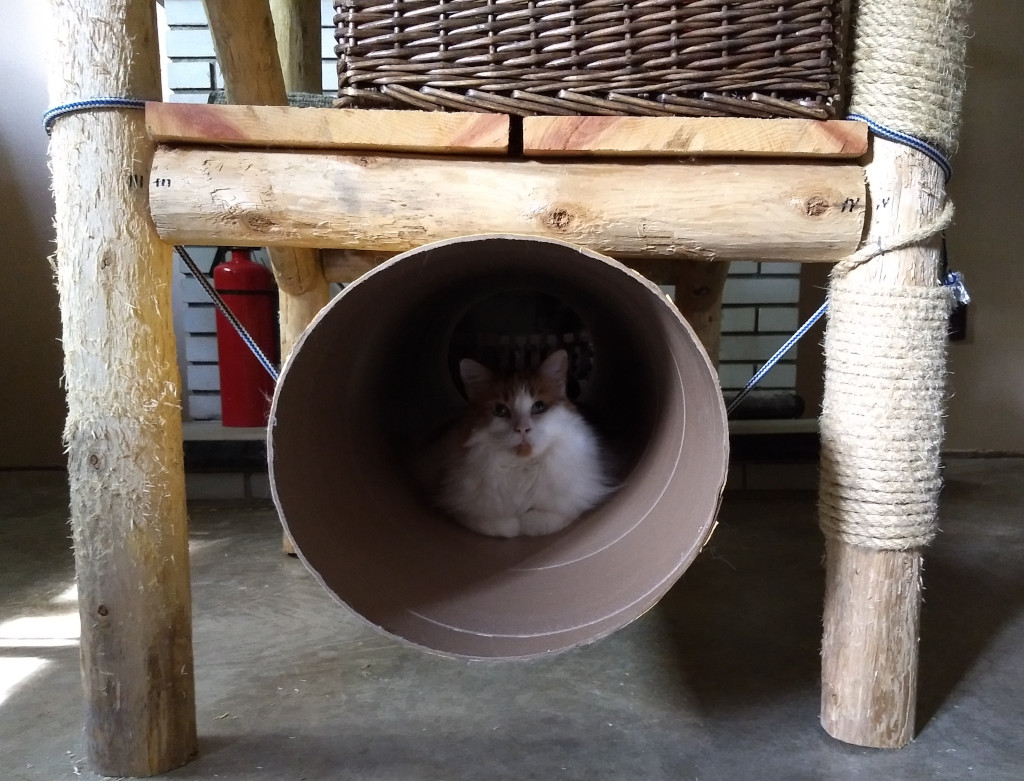 forest cat in cat tunnel carboard cat tube