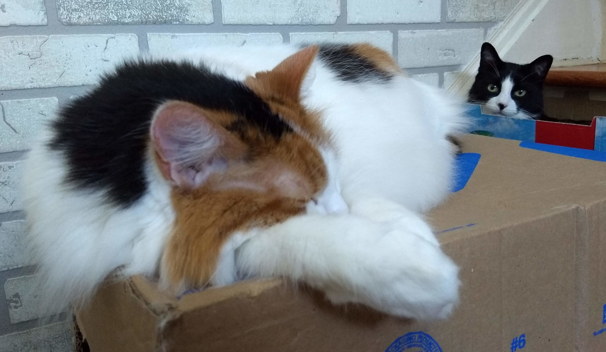 forest cat and tuxedo cat