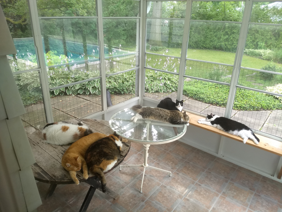 Cats in sunroom in summer