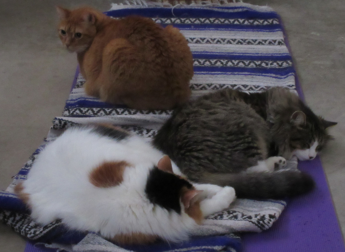 3 cats