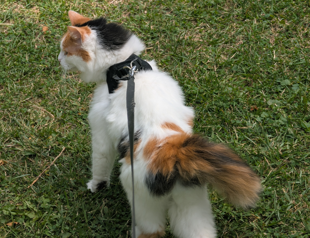 17 year old forest cat out for a walk on harness and leash 
