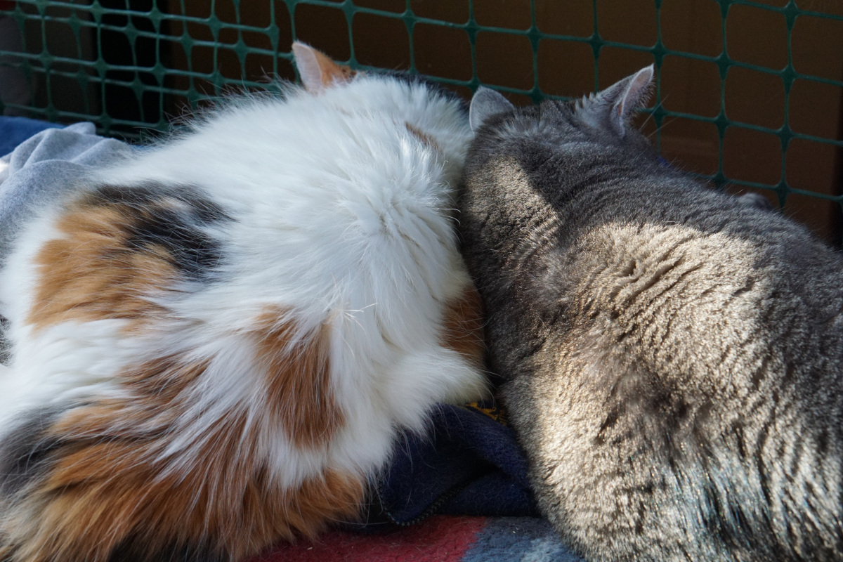 two cats