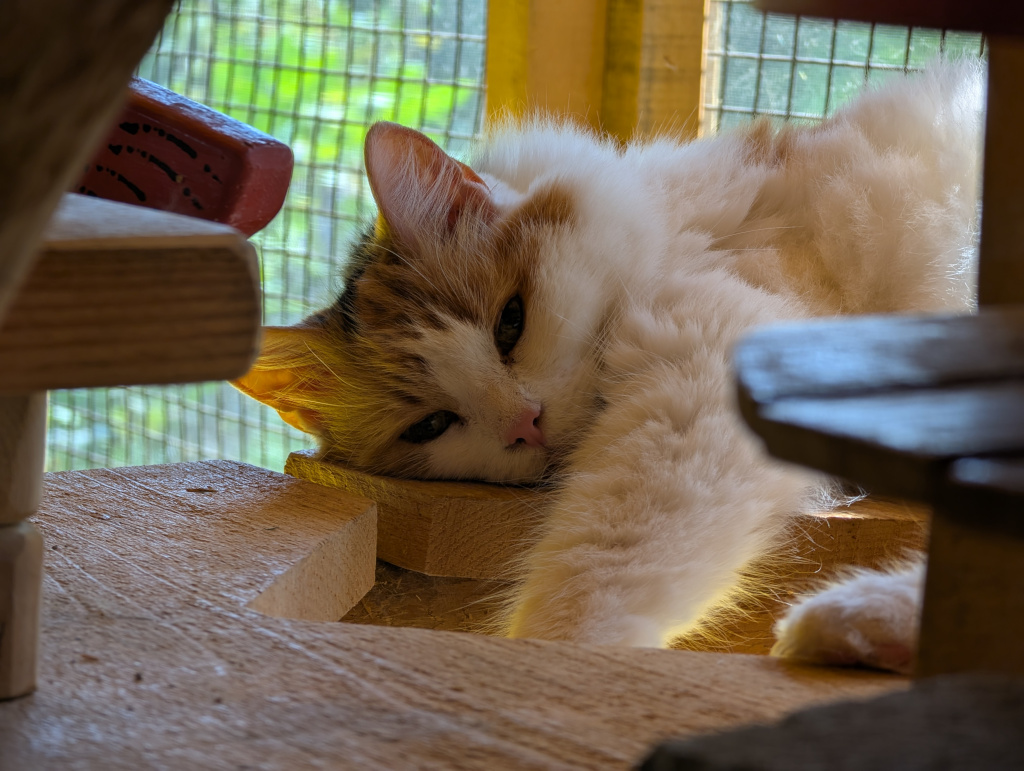 forest cat resting in cat tree