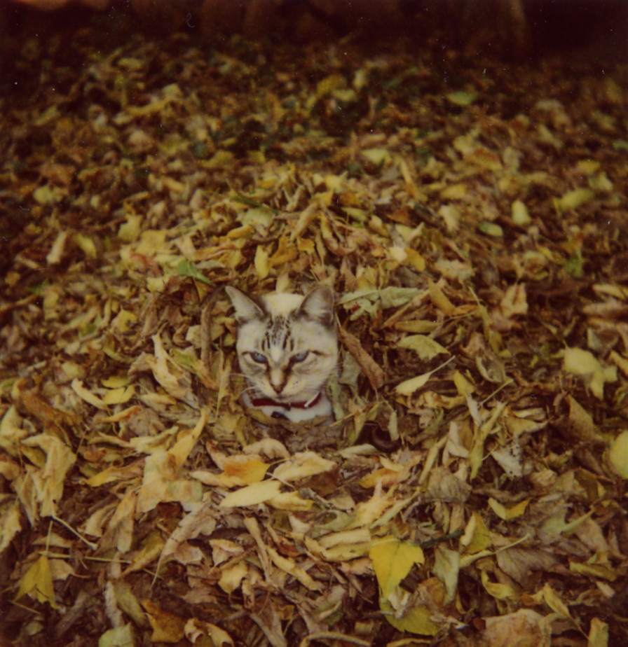 Lynx Point Siamese Playing in Leaves