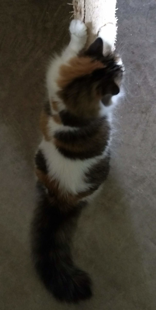 Forest cat