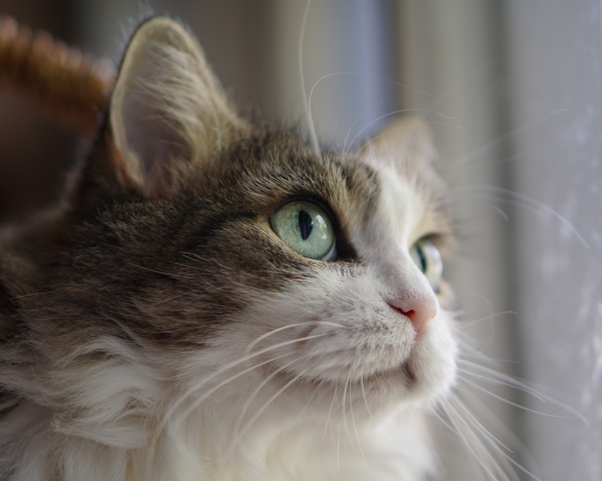 forest cat watching birds in yew tree