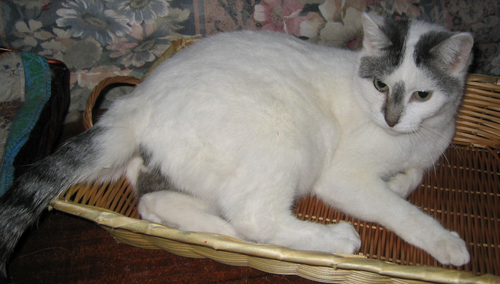 White and Grey cat