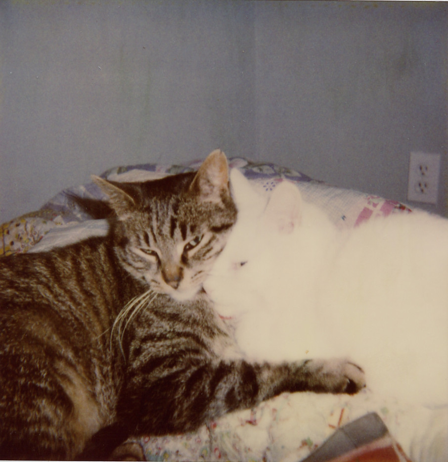 Grey Tabby and albino cats