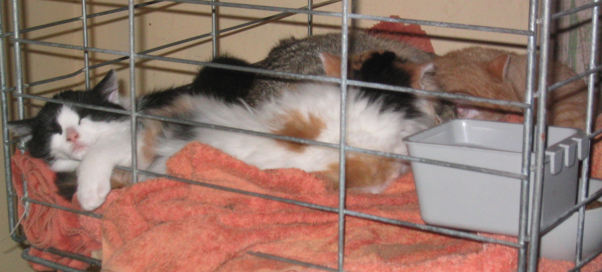 kittens in pen