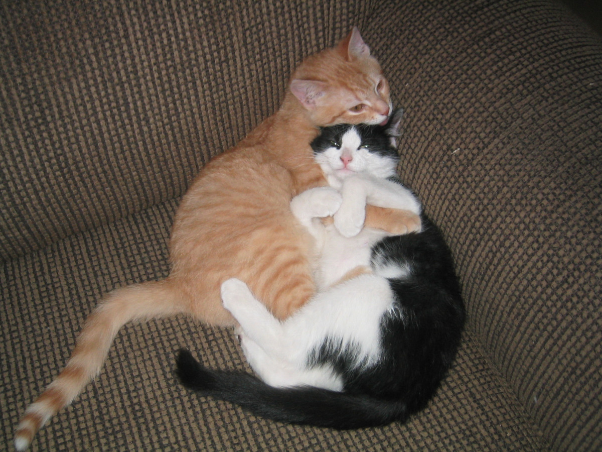 kittens on couch