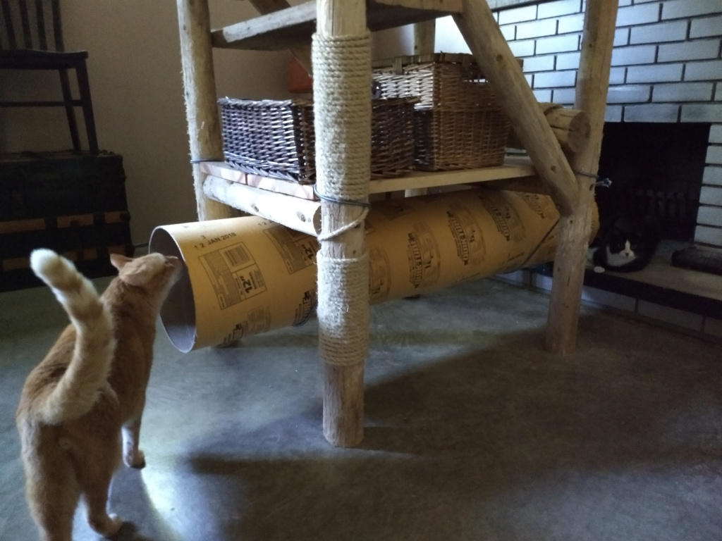 Orange tabby in cat tunnel carboard cat tube