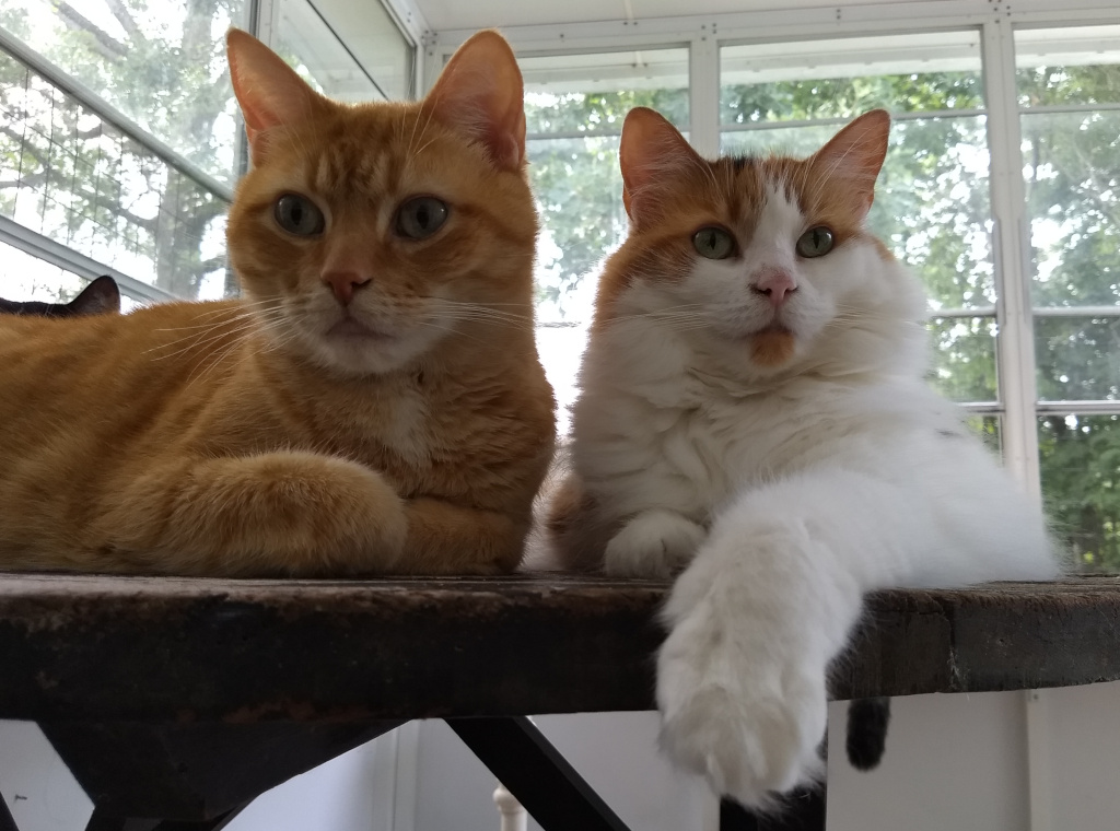 Orange Tabby & Forest Cat