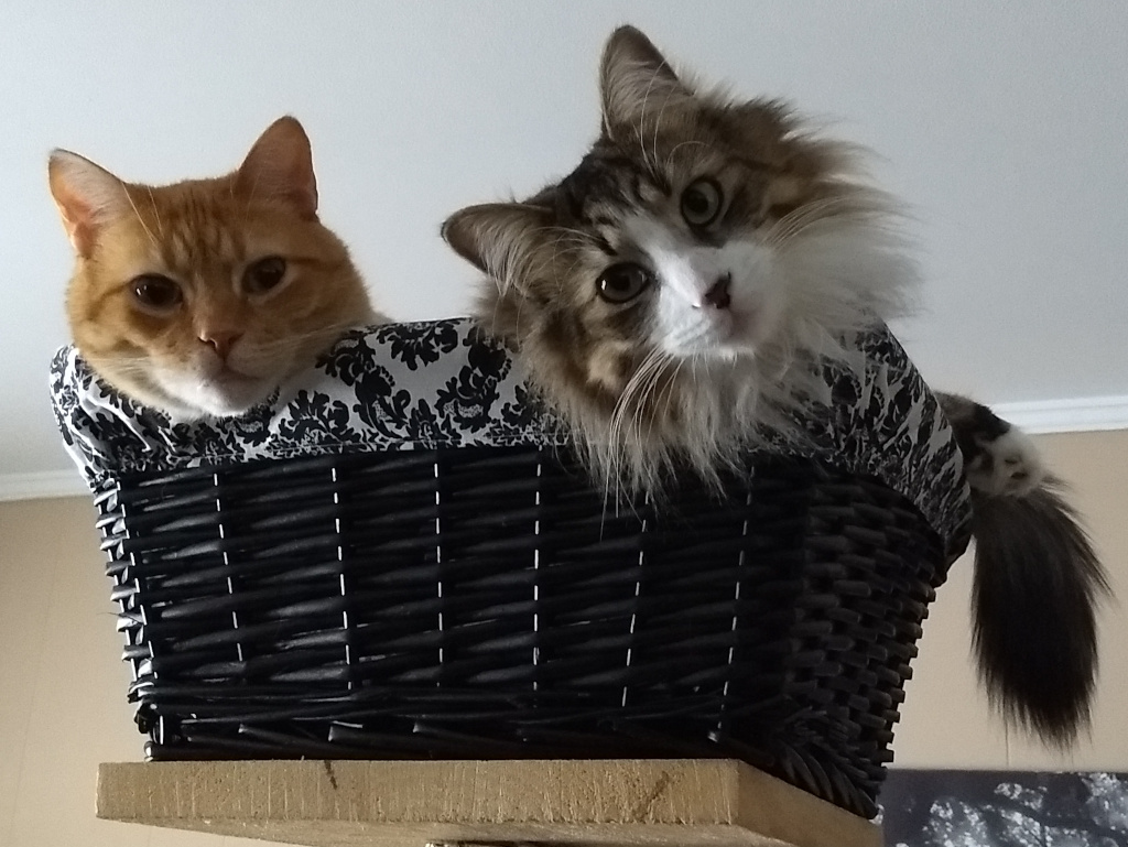 Orange tabby and long haired grey tabby in wicker basket cat tree