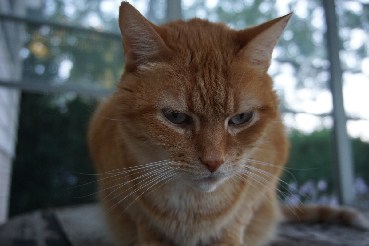 Orange Tabby cat