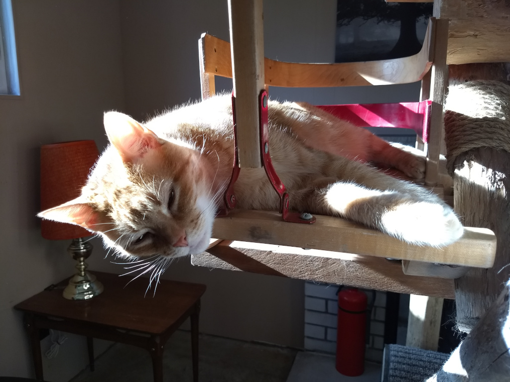 Orange tabby on sleigh on cat tree close up