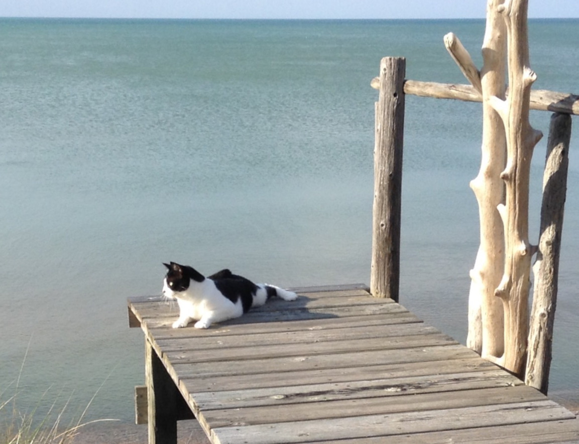 tuxedo cat on dock on Lake Huron