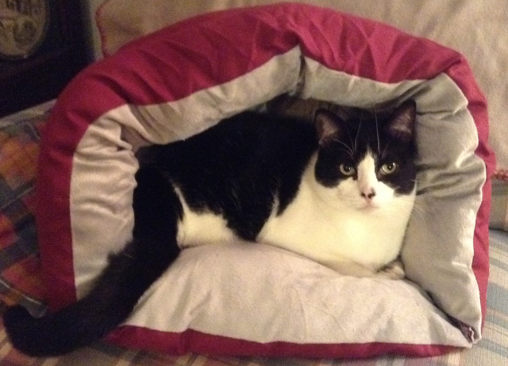 tuxedo cat Lulu on her new cushion