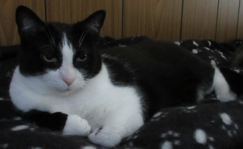 Tuxedo cat