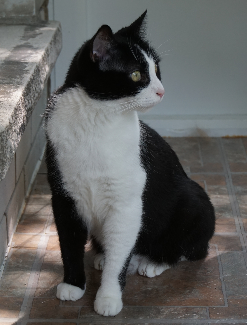 Tuxedo cat