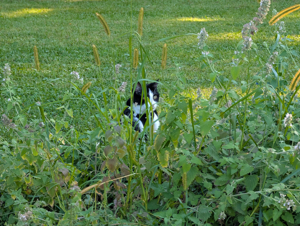 tuxedo cat in catnip garden